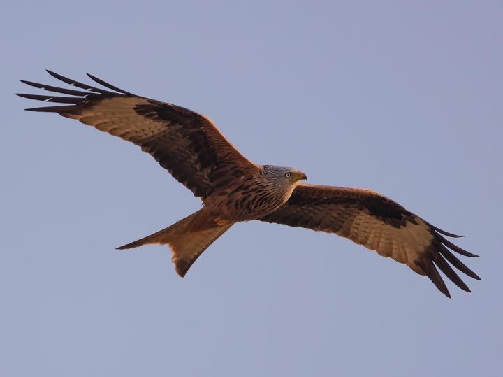 Luňák červený  (Milvus milvus)