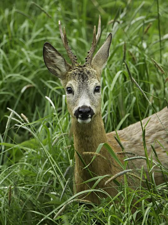  Srnec obecný ( Capreolus capreolus )