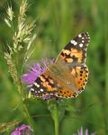 Babočka bodláková (carduus papilio)