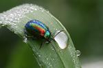 Mandelinka nádherná (Chrysolina fastuosa)