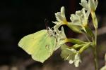 Gonepteryx rhamni (Gonepteryx rhamni)