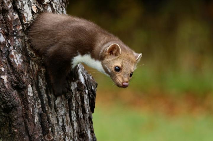 Kuna skalní (Martes foina)