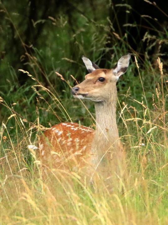 Jelen sika japonský (Cervus nippon nippon)