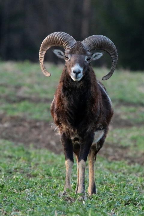 Muflon (Ovis musimon)