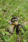 Mallard (Anas platyrhynchos)