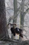 Mouflon (Ovis musimon)