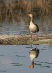 Greylag Goose (Anser anser)