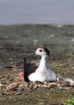 Pisila čáponohá (Himantopus himantopus)