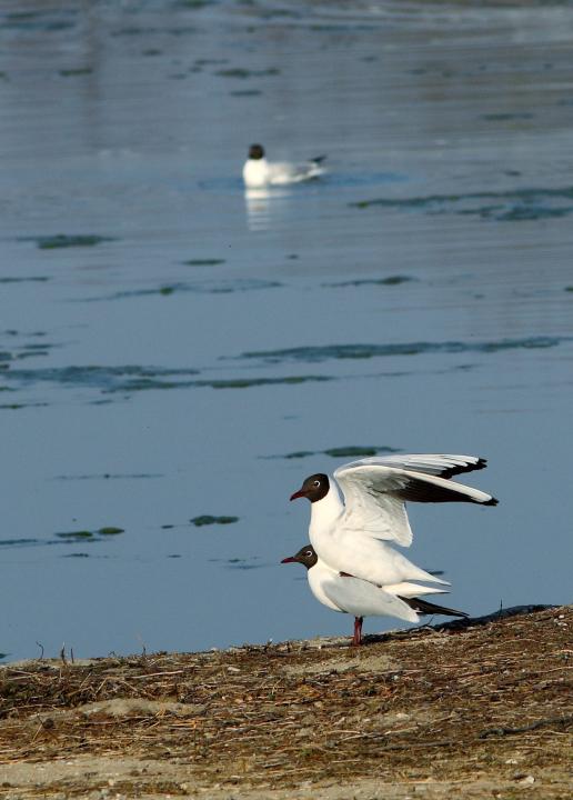 Racek chechtavý (Larus ridibundus)