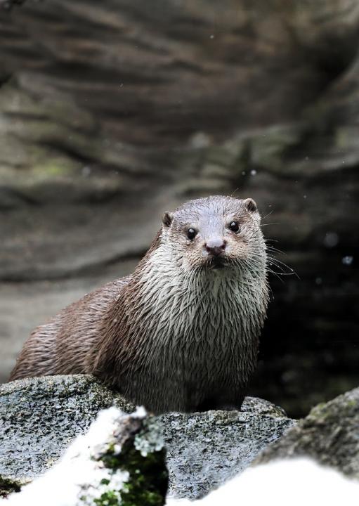 Vydra říční (Lutra lutra)