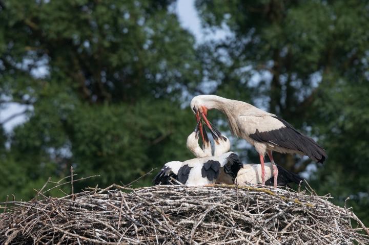 Čáp bílý (Ciconia ciconia)