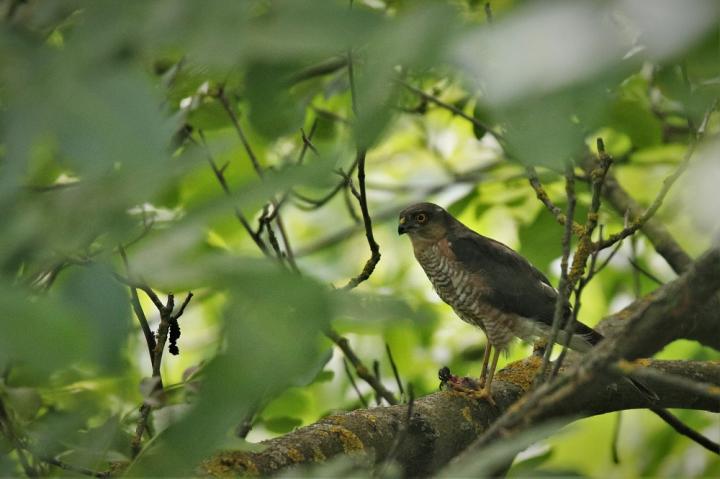 Krahujec obecný (Accipiter nisus)