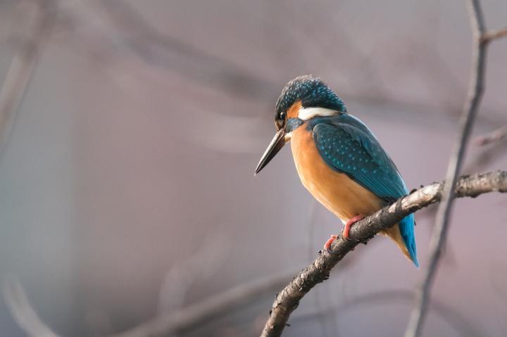 Ledňáček říční (Alcedo atthis)