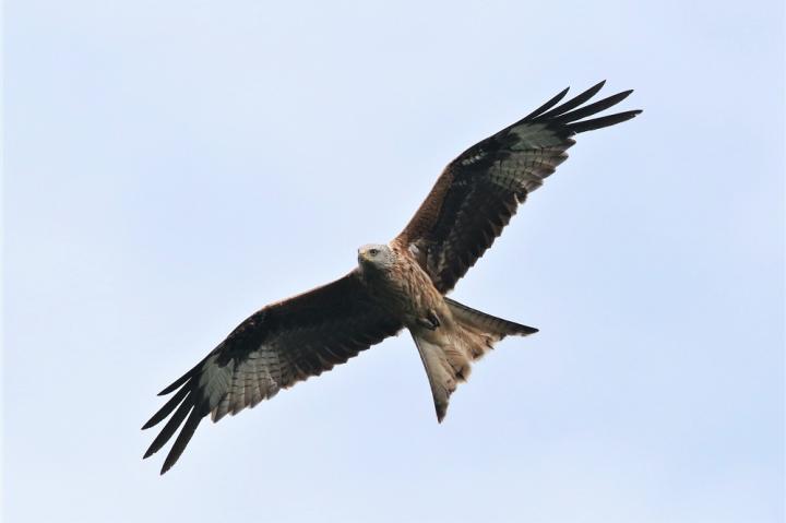 Luňák červený  (Milvus milvus)