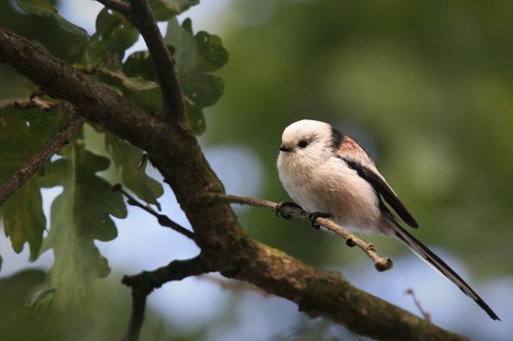 Mlynařík dlouhoocasý (Aegithalos caudatus)