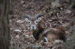 Muflon (Ovis musimon)