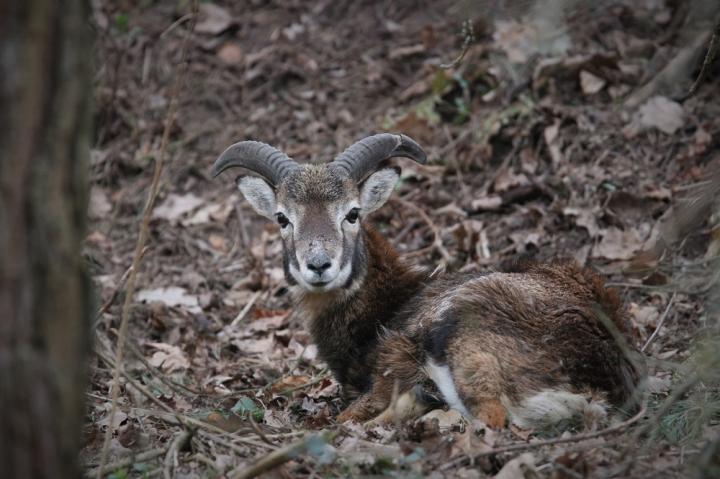 Muflon (Ovis musimon)