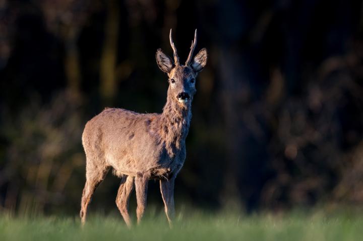  Srnec obecný ( Capreolus capreolus )