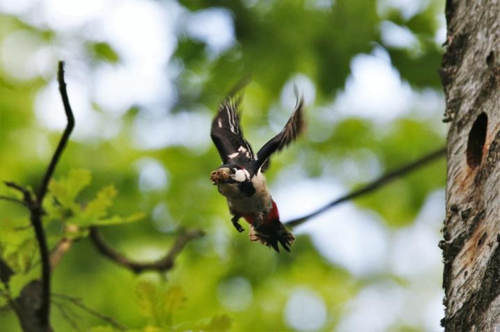 Strakapoud velký (Dendrocopos major)