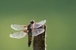 Vážka ploská (Libellula depressa)