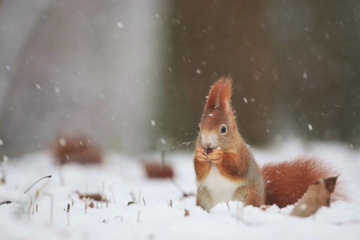 Veverka obecná (Sciurus vulgaris)