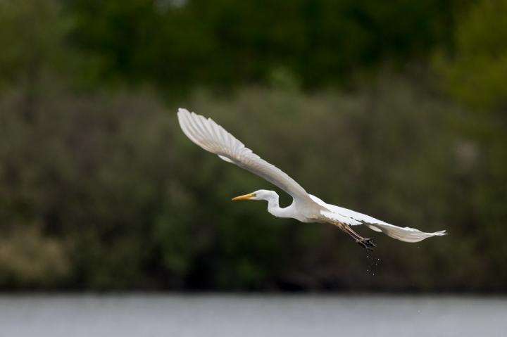 Volavka bílá (Egretta alba)