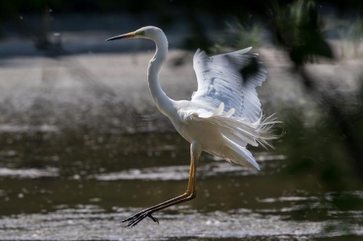 Volavka bílá (Egretta alba)