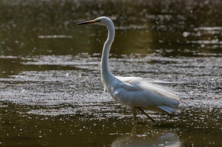 Volavka bílá (Egretta alba)