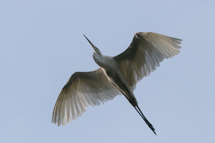 Volavka bílá (Egretta alba)