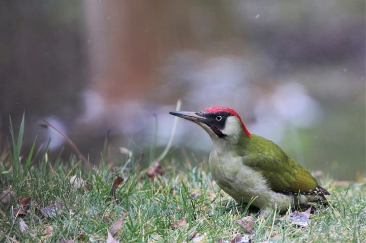 Žluna zelená (Picus viridis)