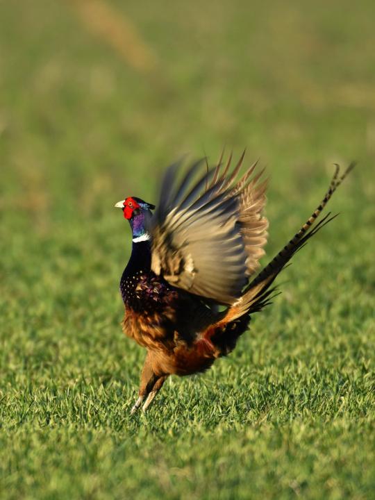 Bažant obecný (Phasianus colchicus)