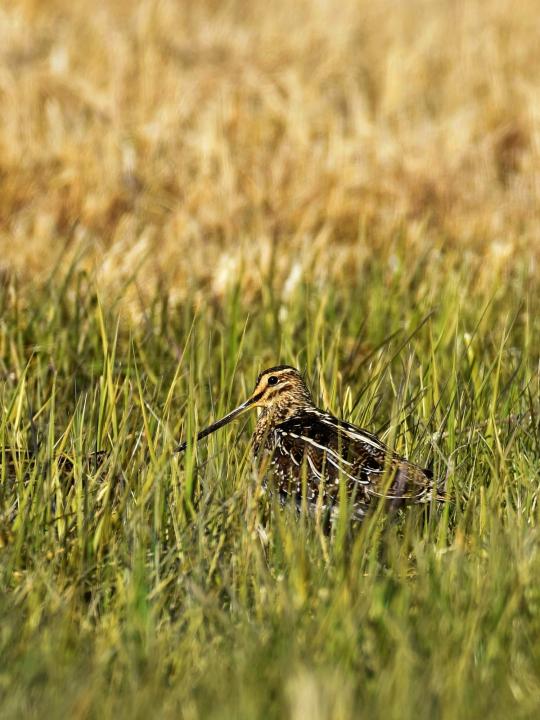 Bekasina otavní (Gallinago gallinago)
