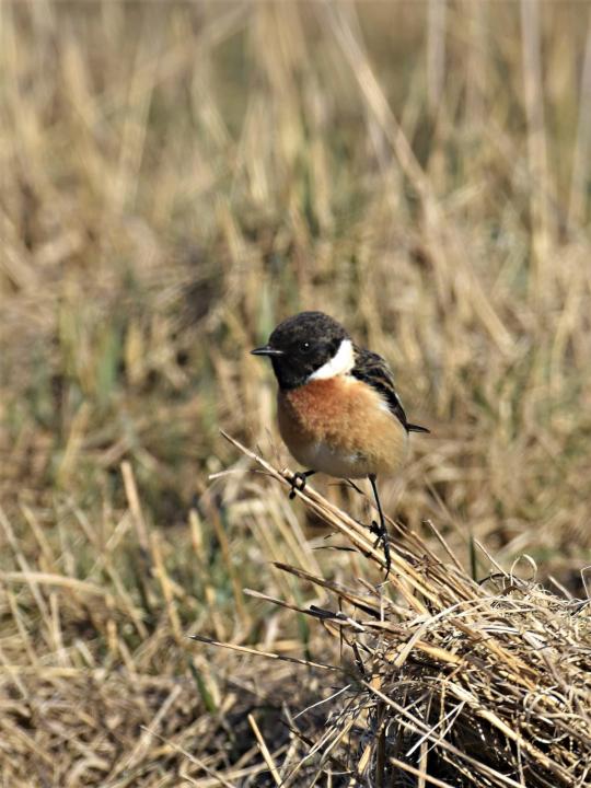 Bramborníček černohlavý (Saxicola rubicola)