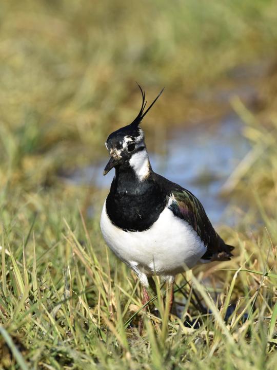Čejka chocholatá (Vanellus vanellus)