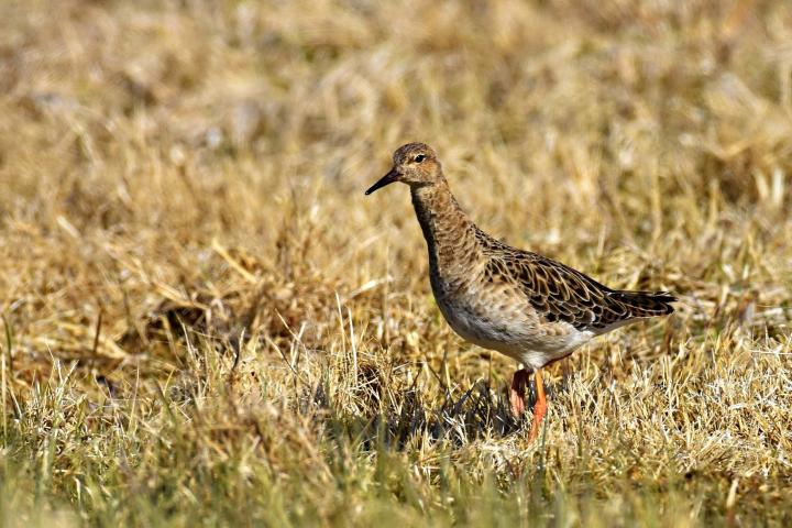 Jespák bojovný (Philomachus pugnax)