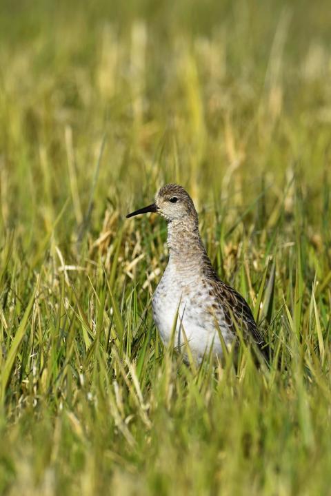 Jespák bojovný (Philomachus pugnax)