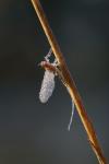 hmyz (insectum)