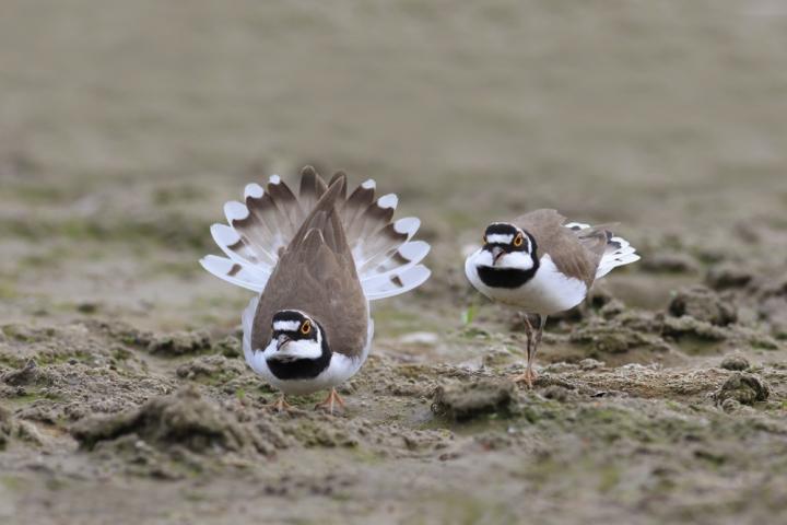 Kulík říční (Charadrius dubius)