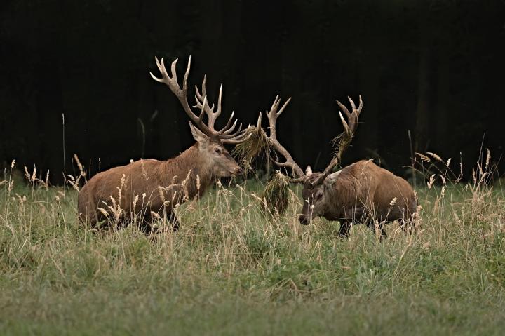 Jelen lesní (Cervus elaphus)