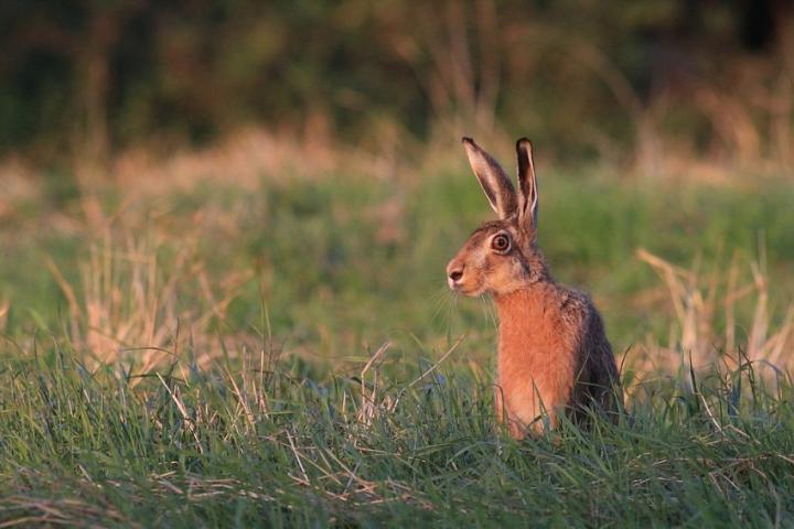 Zajíc polní  (Lepus europaeus)