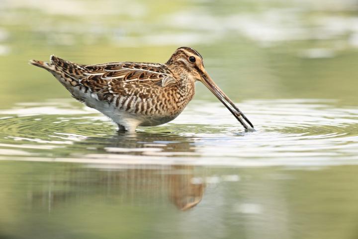 Bekasina otavní (Gallinago gallinago)