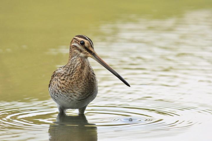 Bekasina otavní (Gallinago gallinago)