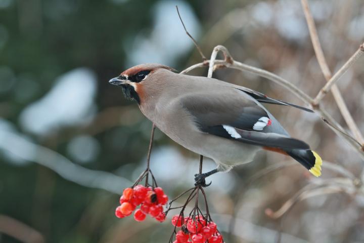 Brkoslav severní (Bombycill garrulus)