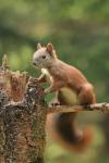 Common squirrel (Sciurus vulgaris)