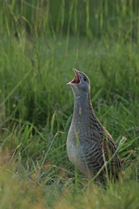 Chřástal polní (Crex crex)