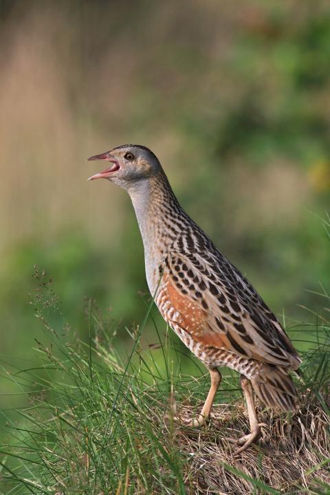 Chřástal polní (Crex crex)