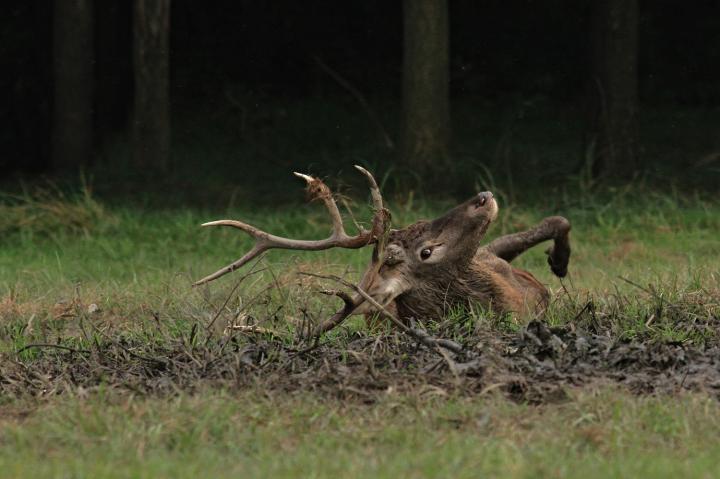 Jelen lesní (Cervus elaphus)