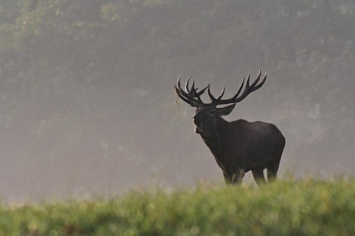 Jelen lesní (Cervus elaphus)