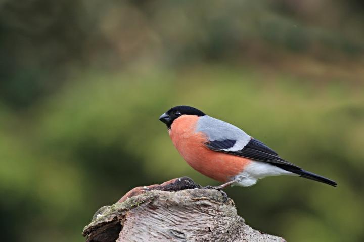 Hýl obecný (Pyrrhula pyrrhula)