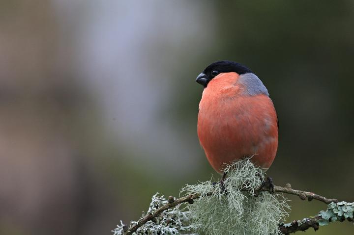 Hýl obecný (Pyrrhula pyrrhula)